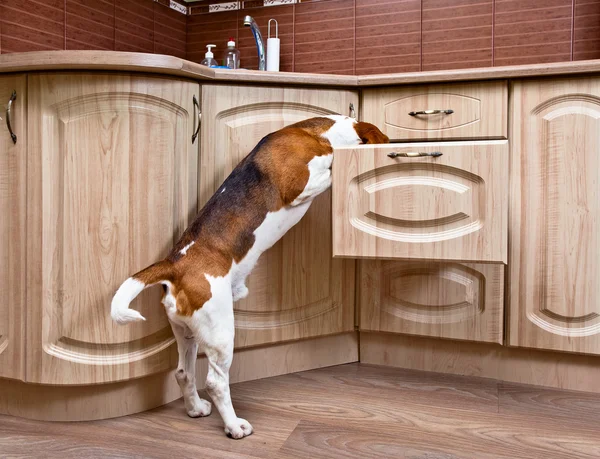 在厨房里的狗 — 图库照片