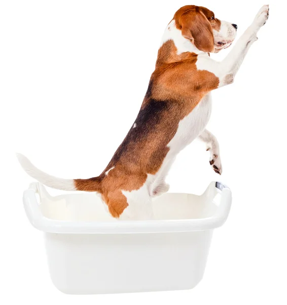 Beagle w kąpieli — Zdjęcie stockowe
