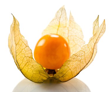 Physalis 