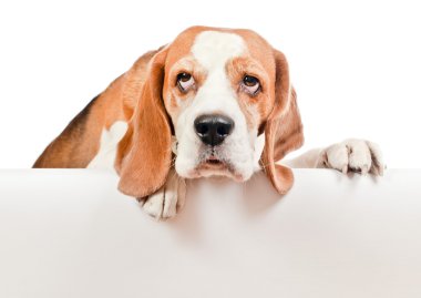  Beagle beyaz zemin üzerine
