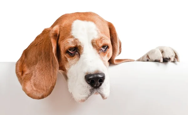 Beagle auf weißem Hintergrund — Stockfoto