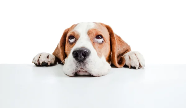 Testa di beagle isolata su bianco — Foto Stock