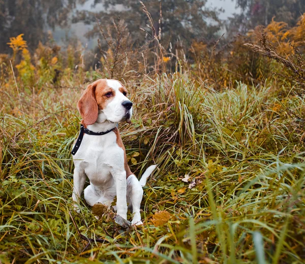 フォレスト内のビーグル犬 — ストック写真