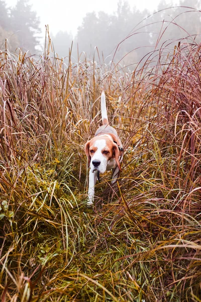 Beagle in bos — Stockfoto