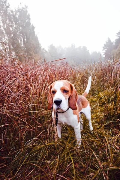 Beagle in bos — Stockfoto