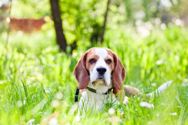  Beagle orman