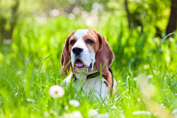 Beagle στο δάσος — Φωτογραφία Αρχείου