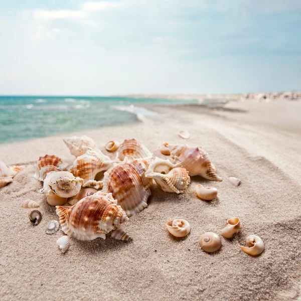 Conchiglie sulla sabbia marina — Foto Stock