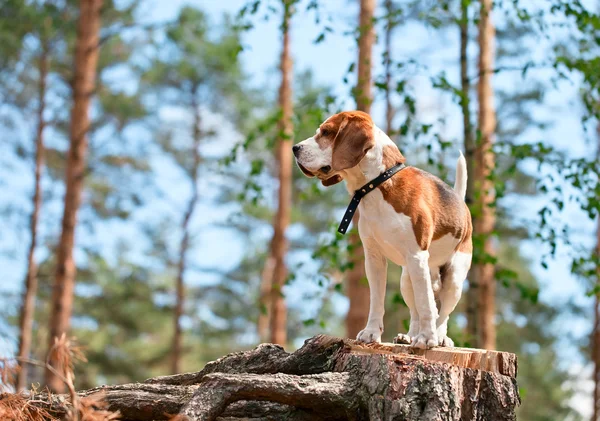 Beagle in bos — Stockfoto