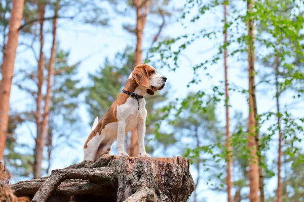 在森林里的小猎犬 — 图库照片