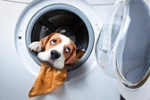 Hund nach dem Waschen