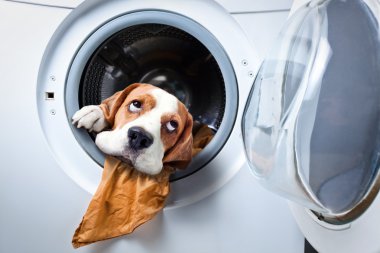 Dog after washing clipart