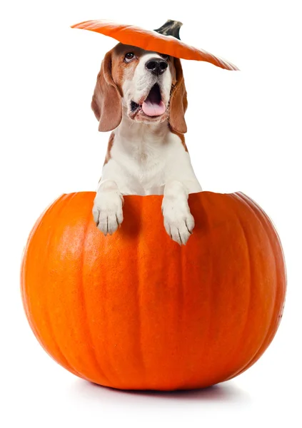 Beagle i pumpa — Stockfoto