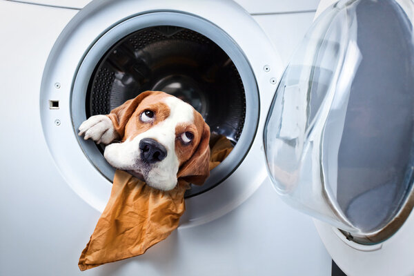 Dog after washing