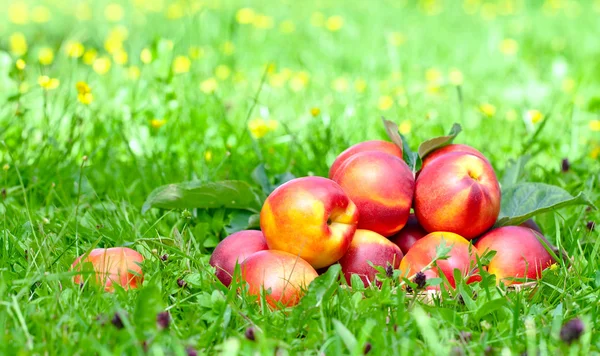 Nectarines mûres — Photo