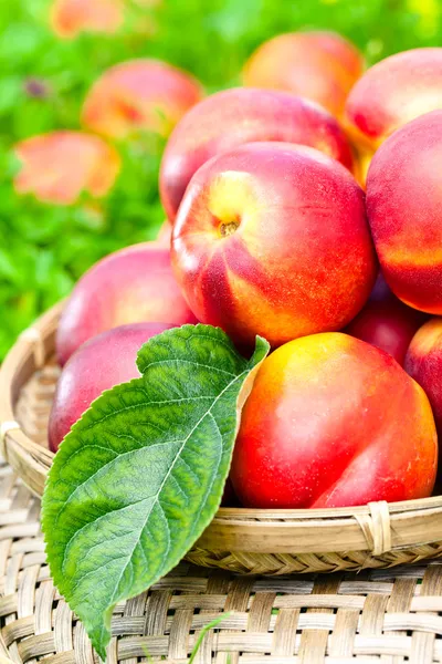 Rijp nectarines — Stockfoto