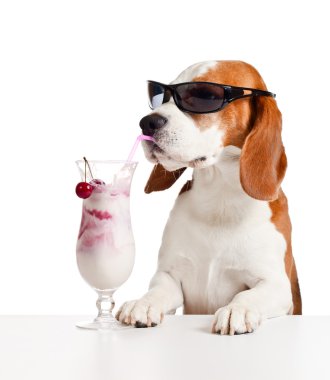 sevimli köpek içinde güneş gözlüğü içki kokteyli 