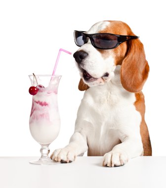 sevimli köpek içinde güneş gözlüğü içki kokteyli 