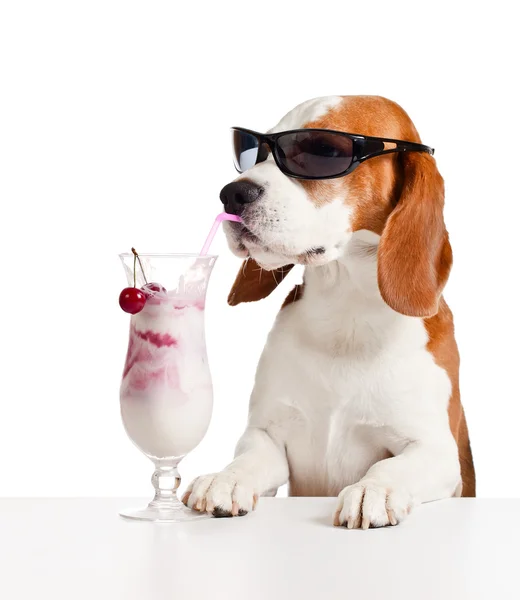 Cão bonito em óculos de sol beber coquetel — Fotografia de Stock