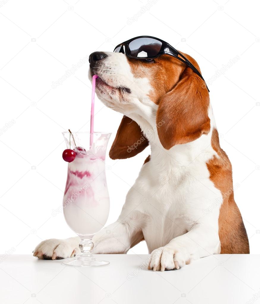 Cute dog in sunglasses drink cocktail — Stock Photo © igorr1 48847437