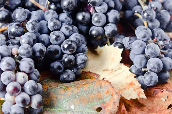 Crop of grapes for wine manufacture — Stock Photo, Image