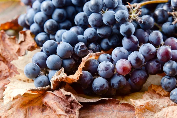 Урожай винограда для производства вина — стоковое фото