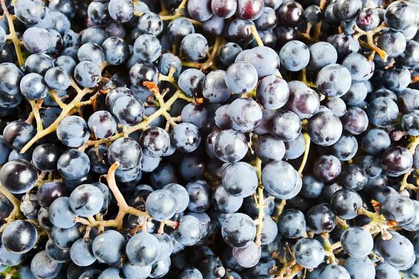 Üretimi için üzüm şarap — Stok fotoğraf