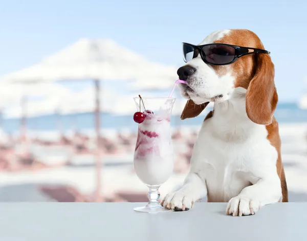 Niedlicher Hund in Sonnenbrille trinkt Cocktail Stockbild