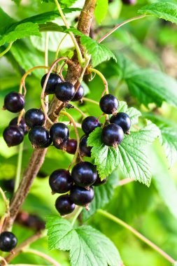  Siyah frenk üzümü