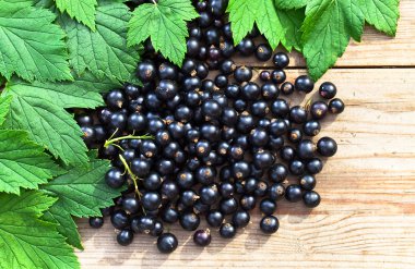 Siyah frenk üzümü