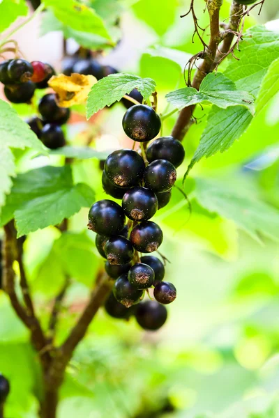 Schwarze Johannisbeere — Stockfoto