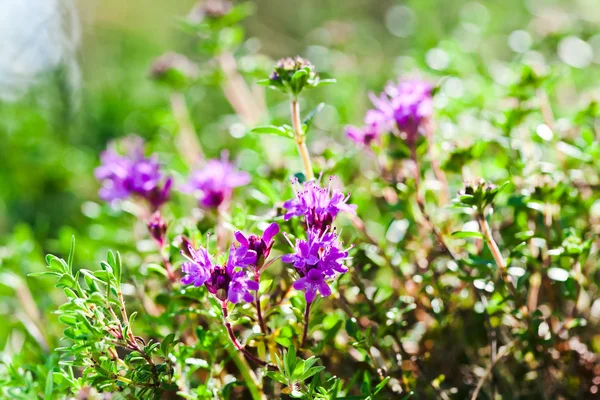 Blossoming thyme in forest — Stock fotografie