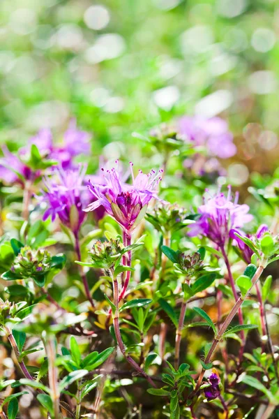 Thym en fleurs dans la forêt — Photo