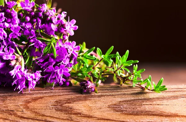 Massa en blommande timjan — Stockfoto