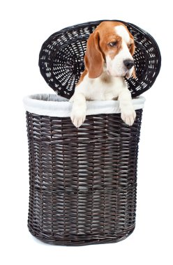 바구니에 비글