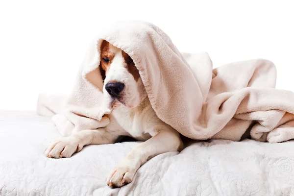 Dog under a blanket on white — Stock Photo, Image