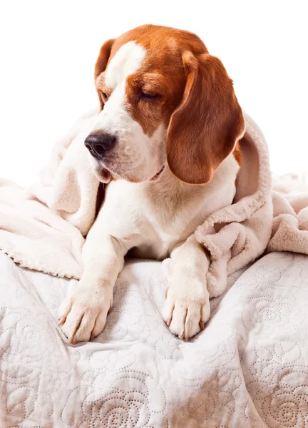 Hond onder een deken op wit — Stockfoto