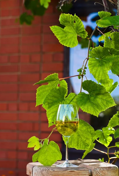 Vitt vin i vingården — Stockfoto