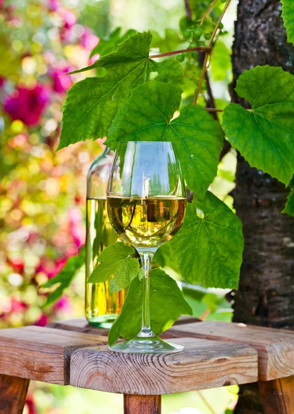 Białe wino w winnicy — Zdjęcie stockowe