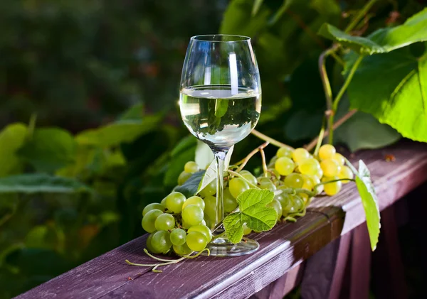 Виноград и белое вино в винограднике — стоковое фото