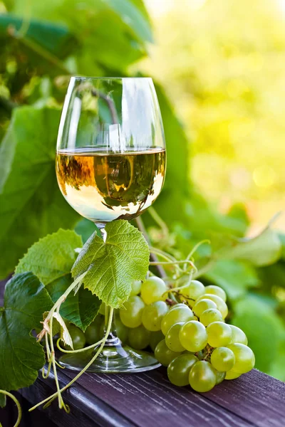 Weißwein im Weinberg — Stockfoto