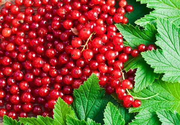 Red currant — Stock Photo, Image