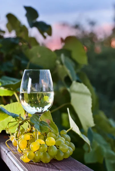 Green grape and white wine in vineyard — Stock Photo, Image