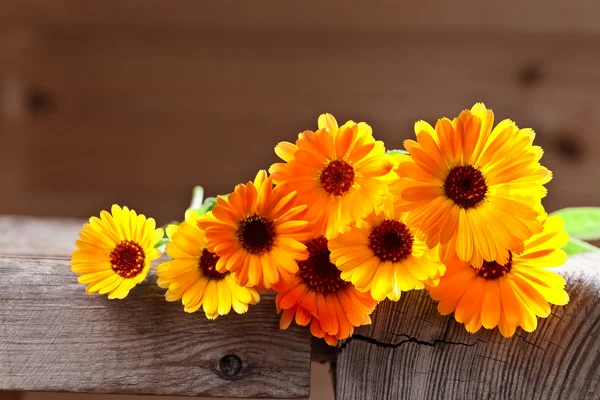 Calendula — Stock Photo, Image