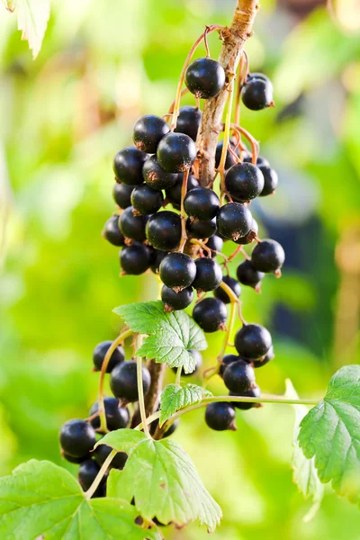 Ribes nero — Foto Stock