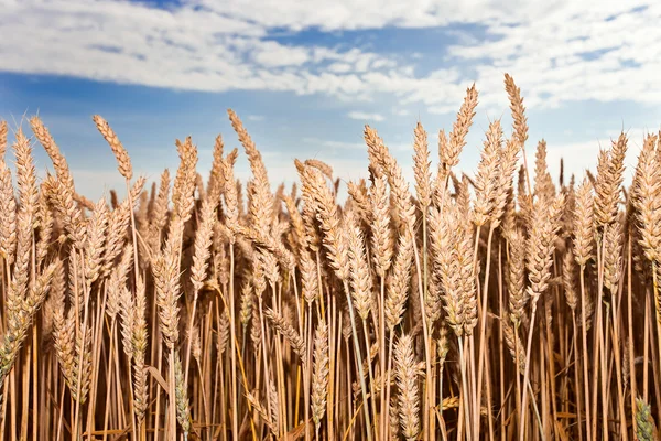 Harvest under cloudy sky — Stock Photo, Image