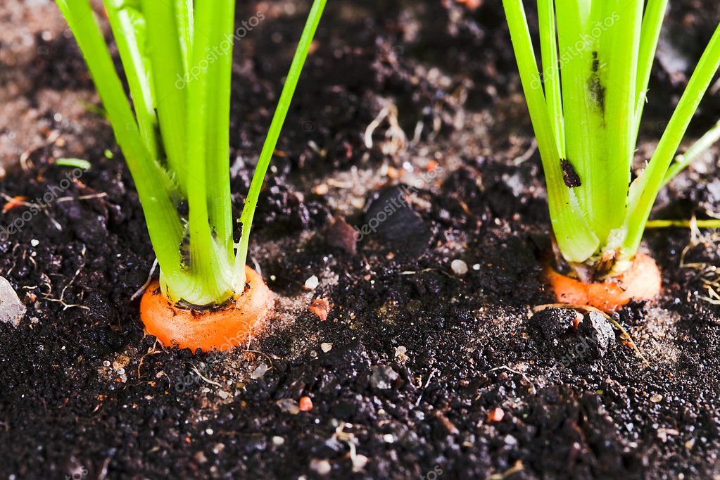 Carrot on bed Stock Photo by ©igorr1 51016883