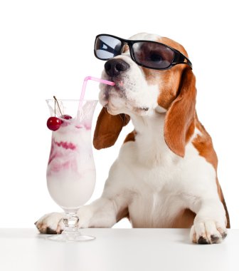 sevimli köpek içinde güneş gözlüğü içki kokteyli 