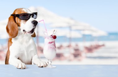 sevimli köpek içinde güneş gözlüğü içki kokteyli 