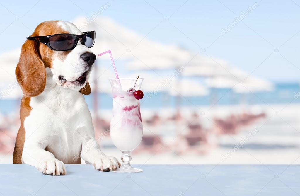 cute dog in sunglasses drink cocktail 